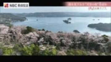 眼下に海が広がる“天空の桜”　椿の島から桜の名所へ　半世紀以上前から親しまれる松浦市福島町の大山公園【長崎のサクラ】