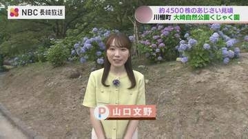 約4,500株のアジサイが初夏を彩る　長崎・川棚町の大崎自然公園くじゃく園　なぜ青が多い？【NBC山口文野アナ中継】
