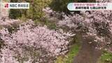 「“一足早い桜の名所”長崎・七面山妙光寺で「啓翁桜」が見ごろ　30年で紡がれた100株のタペストリー」の画像1