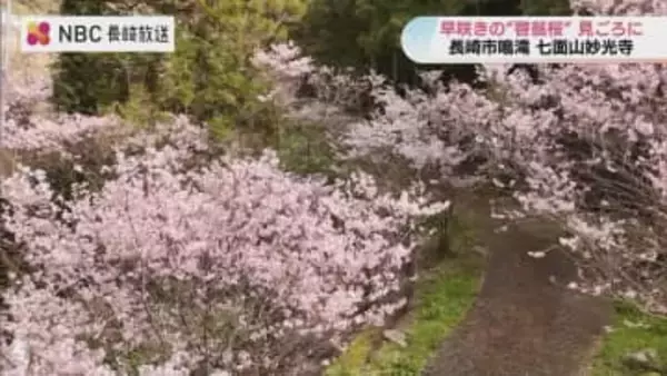 “一足早い桜の名所”長崎・七面山妙光寺で「啓翁桜」が見ごろ　30年で紡がれた100株のタペストリー