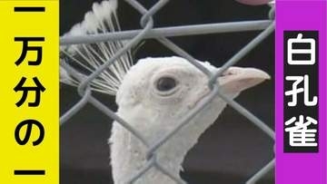 【動画】隔世遺伝？確率1万分の1「真っ白な白孔雀」飼育数日本一の長崎・川棚くじゃく園で生まれる