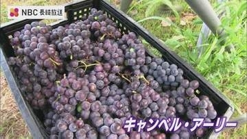 「天候に恵まれて良いブドウにできている」長崎県五島でワイン用ぶどうの収穫