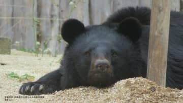 「クマリスク」全国に…東北企業の3割が「影響あり」　絶滅したはずの九州経済にも“余波”