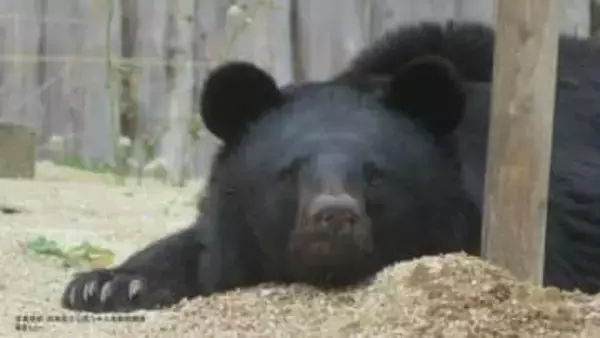 「クマリスク」全国に…東北企業の3割が「影響あり」　絶滅したはずの九州経済にも“余波”