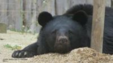 「クマリスク」全国に…東北企業の3割が「影響あり」　絶滅したはずの九州経済にも“余波”