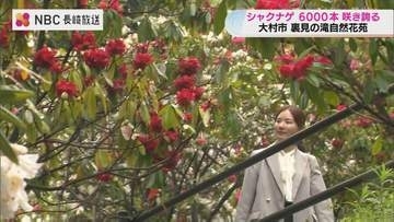 6000本のシャクナゲが落差30mの滝が共演　「何回も」訪れたくなる名所【長崎県大村市・裏見の滝自然花苑】