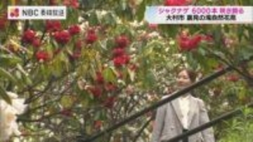 6000本のシャクナゲが落差30mの滝が共演　「何回も」訪れたくなる名所【長崎県大村市・裏見の滝自然花苑】