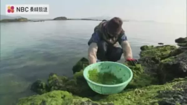 鮮やかな緑、早春告げる「アオサ」採り　暖冬で少なめも「味は申し分なし」