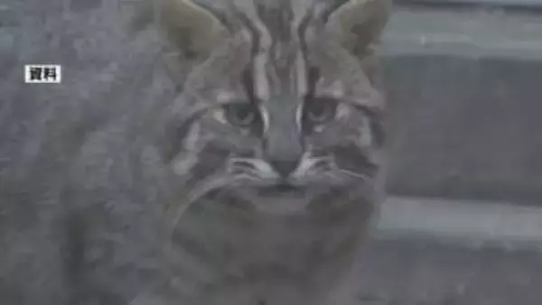 国の天然記念物ツシマヤマネコが交通事故死　親離れしたばかりのメスの亜成獣　環境省がドライバーに注意呼びかけ【長崎県対馬市】