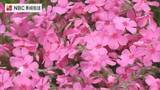 「夫婦から甥へ受け継ぐ「地域を彩る」花園　対馬で芝桜が見ごろ」の画像1