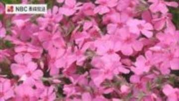 夫婦から甥へ受け継ぐ「地域を彩る」花園　対馬で芝桜が見ごろ
