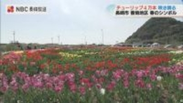 25年前の“空き地”が春色に　4万本のチューリップが8分咲き　長崎市安保地区の知られざる名所