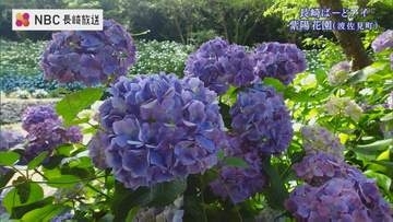 約3万株が咲き誇る「紫陽花の秘境」を空から【ながさきばーどアイ】