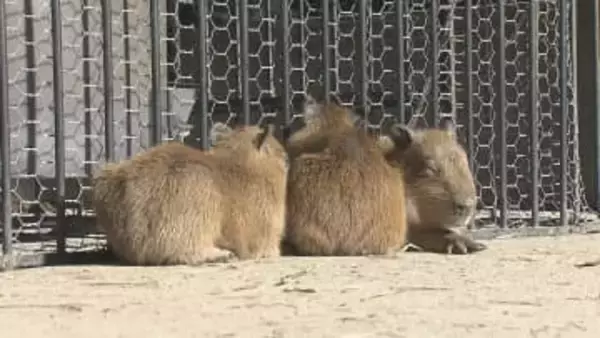 長崎バイオパーク　元日に"4つ子"カピバラ誕生　ストーブに集まって暖を取る…赤ちゃんの姿が大人気に