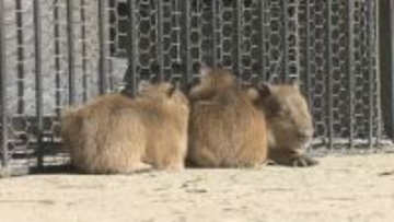 長崎バイオパーク　元日に"4つ子"カピバラ誕生　ストーブに集まって暖を取る…赤ちゃんの姿が大人気に