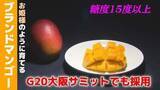 「G20大阪サミットでも採用された「お姫様」のように育てるブランドマンゴー　鉢植え栽培で育む濃厚な甘さ」の画像1