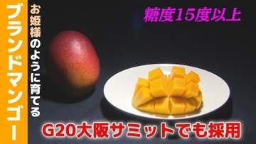 G20大阪サミットでも採用された「お姫様」のように育てるブランドマンゴー　鉢植え栽培で育む濃厚な甘さ