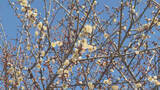 「「春の訪れ」長野県飯田市で『竜峡小梅』の開花進む　週末は4月上旬並みの暖かさ予想」の画像1