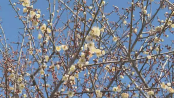 「春の訪れ」長野県飯田市で『竜峡小梅』の開花進む　週末は4月上旬並みの暖かさ予想