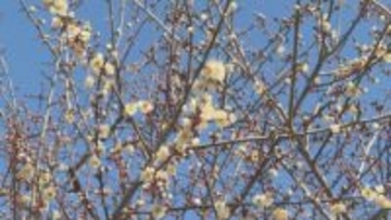 「春の訪れ」長野県飯田市で『竜峡小梅』の開花進む　週末は4月上旬並みの暖かさ予想