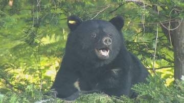 「クマが道路を横切った」警察などが付近をパトロールも発見に至らず　住民に注意呼びかけ　長野・飯田市