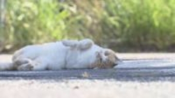 野良猫への餌やりは悪い？ゴミ箱あさり…トラブル防ぐには　保護猫4匹と暮らす柔道“金”出口クリスタさんが語る「地域猫」への思い　人と猫が共生するためのルールや不妊去勢手術の重要性　長野市で講座