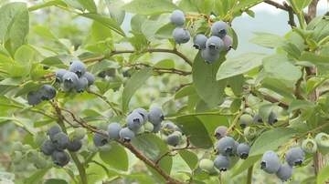 甘酸っぱい旬を満喫　園児がブルーベリー狩り　長野県阿南町の観光農園に約50種類600本
