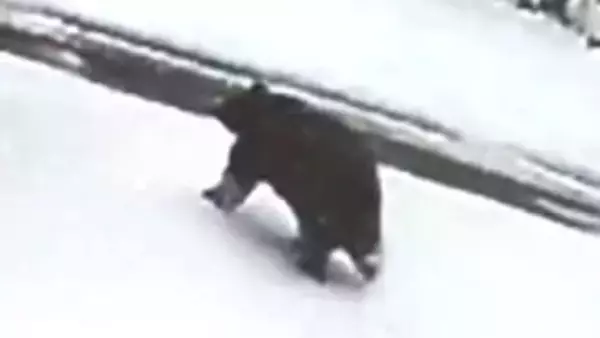 「クマ！クマ！クマ！おーい」　温泉街で雪かき中に襲われ重傷　直前に別の住民も鉢合わせ…複数の防犯カメラが捉える　長野・野沢温泉村