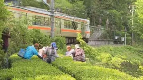長野・天龍村で「一番茶摘み」　生育は順調「いいお茶ができる」