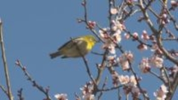 「まさに春」 松本城公園で梅の花の開花進む　去年より半月以上早く　3分から4分咲きの木も