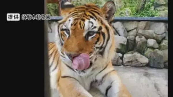 人気者のトラ「臥桜（がお）」天国へ　20歳オスで「国内最高齢」のベンガル系　夏には双子のメス「未桜（みお）」が旅立つ