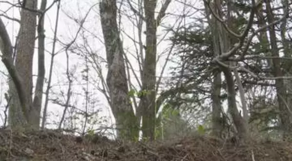 軽井沢の別荘地で男女2人が死亡　伐採中に木が落下…「これはただごとじゃない」長さ約1ｍ60cm・太さ約90cmの木に当たったか