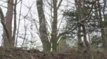 軽井沢の別荘地で男女2人が死亡　伐採中に木が落下…「これはただごとじゃない」長さ約1ｍ60cm・太さ約90cmの木に当たったか