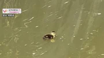 「心配」　近くに親ガモの姿なく…　カモのヒナ5羽が行ったり来たり　長野市「そっと見守って」