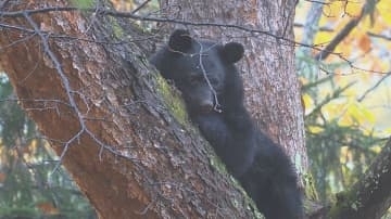 クマがホテル周辺に出没　麻酔で眠らせ捕獲　木の上にいるところを発見　体長約1.2メートル　長野・大町市