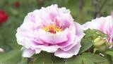 「「優しい気持ちに」ボタンの花が見頃　暖かさで開花が早まり、GW中が1番の見頃に　120種・1300株以上が植えられた玄向寺　長野・松本市」の画像1