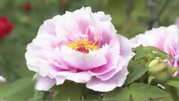 「優しい気持ちに」ボタンの花が見頃　暖かさで開花が早まり、GW中が1番の見頃に　120種・1300株以上が植えられた玄向寺　長野・松本市