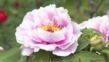 「優しい気持ちに」ボタンの花が見頃　暖かさで開花が早まり、GW中が1番の見頃に　120種・1300株以上が植えられた玄向寺　長野・松本市