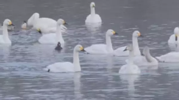 コハクチョウ433羽が長野・安曇野市の犀川白鳥湖に　北陸地方が大雪でえさを取りにくく、県内への飛来が増加か　3季ぶり400羽超える