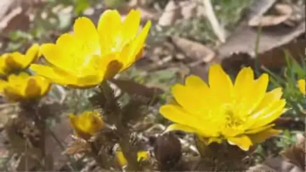 「春が一気に近づいた！」ひだまりで輝くフクジュソウ　50万株の群生地　例年より10日早く開花　まもなく見ごろ　景色に異変も「雪の中から顔を出すフクジュソウは…」