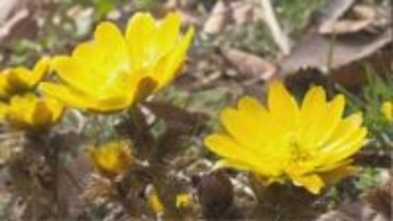 「春が一気に近づいた！」ひだまりで輝くフクジュソウ　50万株の群生地　例年より10日早く開花　まもなく見ごろ　景色に異変も「雪の中から顔を出すフクジュソウは…」