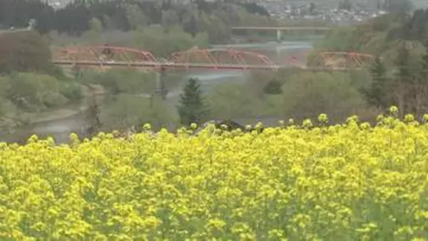 菜の花が見ごろ　早すぎる春の訪れに心配の声「祭りまで花がもつか…」　道の駅では特産のアスパラガスが店頭に並ぶ　長野・飯山市
