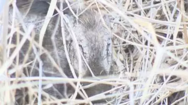 「イノシシ出没　3月には住宅街にも…警察や市が警戒　長野市の裾花川河川敷」の画像