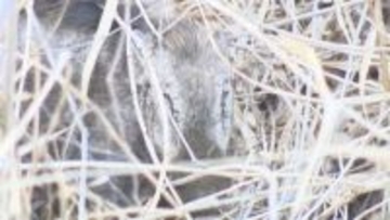 イノシシ出没　3月には住宅街にも…警察や市が警戒　長野市の裾花川河川敷