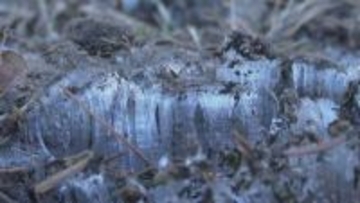 軽井沢で氷点下4.8度　全国で3番目の冷え込み　地面にびっしり「霜柱」　松本市奈川で全国最低の氷点下5.4度　日中は春らしい陽気に　予想最高気温は長野14度・松本16度・飯田18度