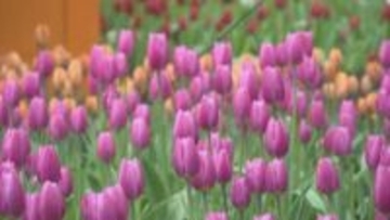 早くも見頃　1万5000本のアイスチューリップ咲く　外は雪景色でも屋内は春本番　球根を冷蔵して早く咲かせる