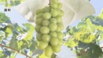 「シャインマスカットは売れず」売り上げ3割減…ふるさと納税返礼品の“産地偽装問題”で出荷先を失う　価格を下げて販売…生産者「つらかった」「市と話し合い、よりよい仕組みを」