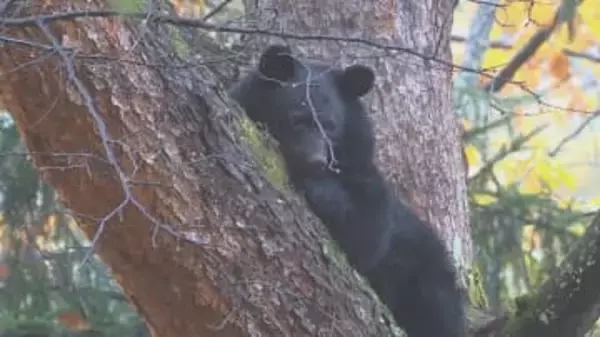 クマがホテル近くの木の上に…捕獲して山に逃がす　体長1.2メートル、体重60キロのオス　大町温泉郷で連日、目撃相次ぐ