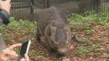 「ウォンバット「夜の“動く姿”が貴重」　トウモロコシもぐもぐ　長野・茶臼山動物園で「サマーナイトZOO」　夜行性で昼間はあまり動かない「普段と違う夜の姿を楽しんで」　8月15日まで」の画像1