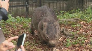 ウォンバット「夜の“動く姿”が貴重」　トウモロコシもぐもぐ　長野・茶臼山動物園で「サマーナイトZOO」　夜行性で昼間はあまり動かない「普段と違う夜の姿を楽しんで」　8月15日まで